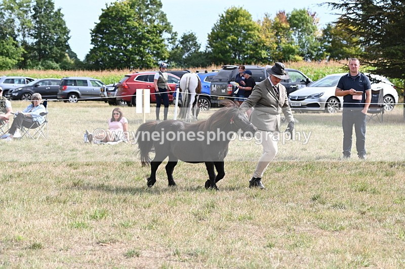 WJ6_7024 - Class 21 Shetland & Mini Horses
