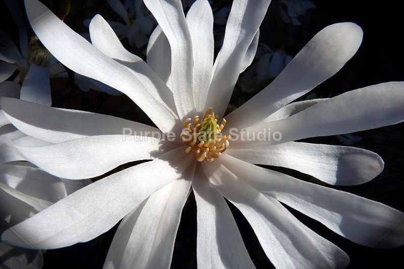 Purple Slate Studio; Magnolia stellata