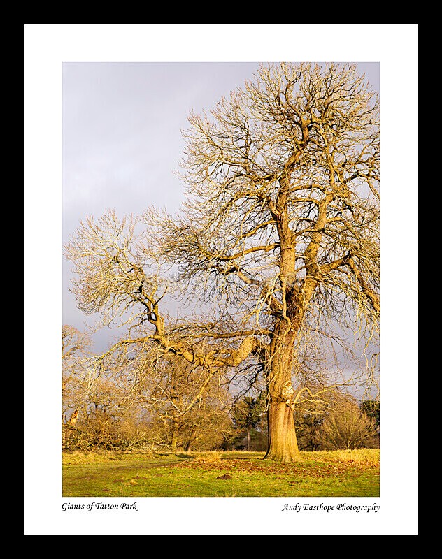 Giants of Tatton Park copy 1 - Tatton Park, Knutsford, Cheshire