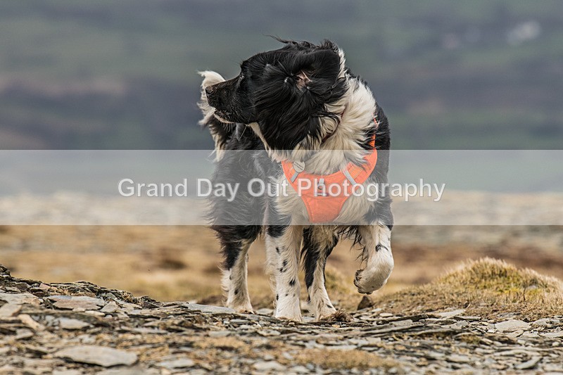 Coledale-1269 - Coledale Horseshoe Fell Race Saturday 29th March 2025