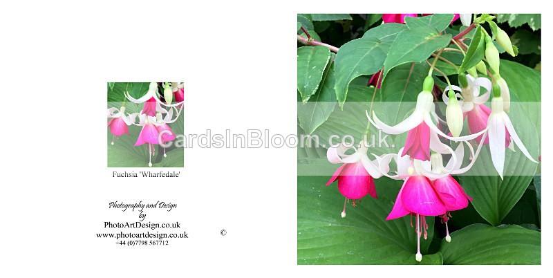 014 Fuchsia Wharfedale - FLORAL GREETING CARDS