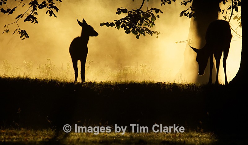 Early Morning Life In The Woods 730912422 - Wildlife