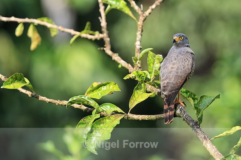 Roadside Hawk on open perch, Costa Rica - Roadside Hawk