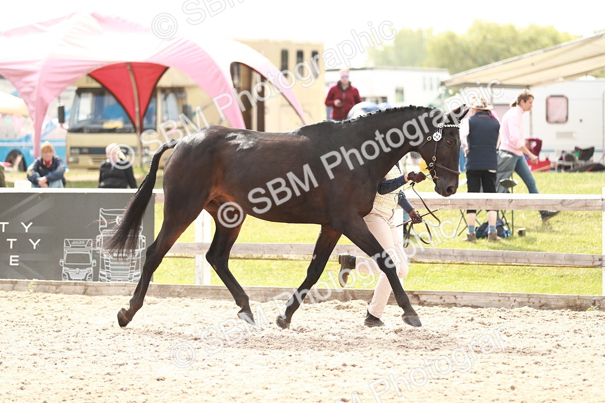 SBM_13207 - Class 208 IH Veteran Horse