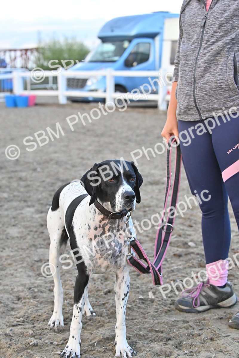 SBM_09583 - Lorry Dogs