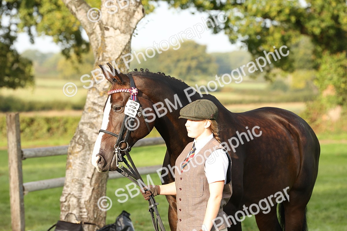 SBM_54975 - S52 - Riding Horse & Hack & thoroughbred In Hand