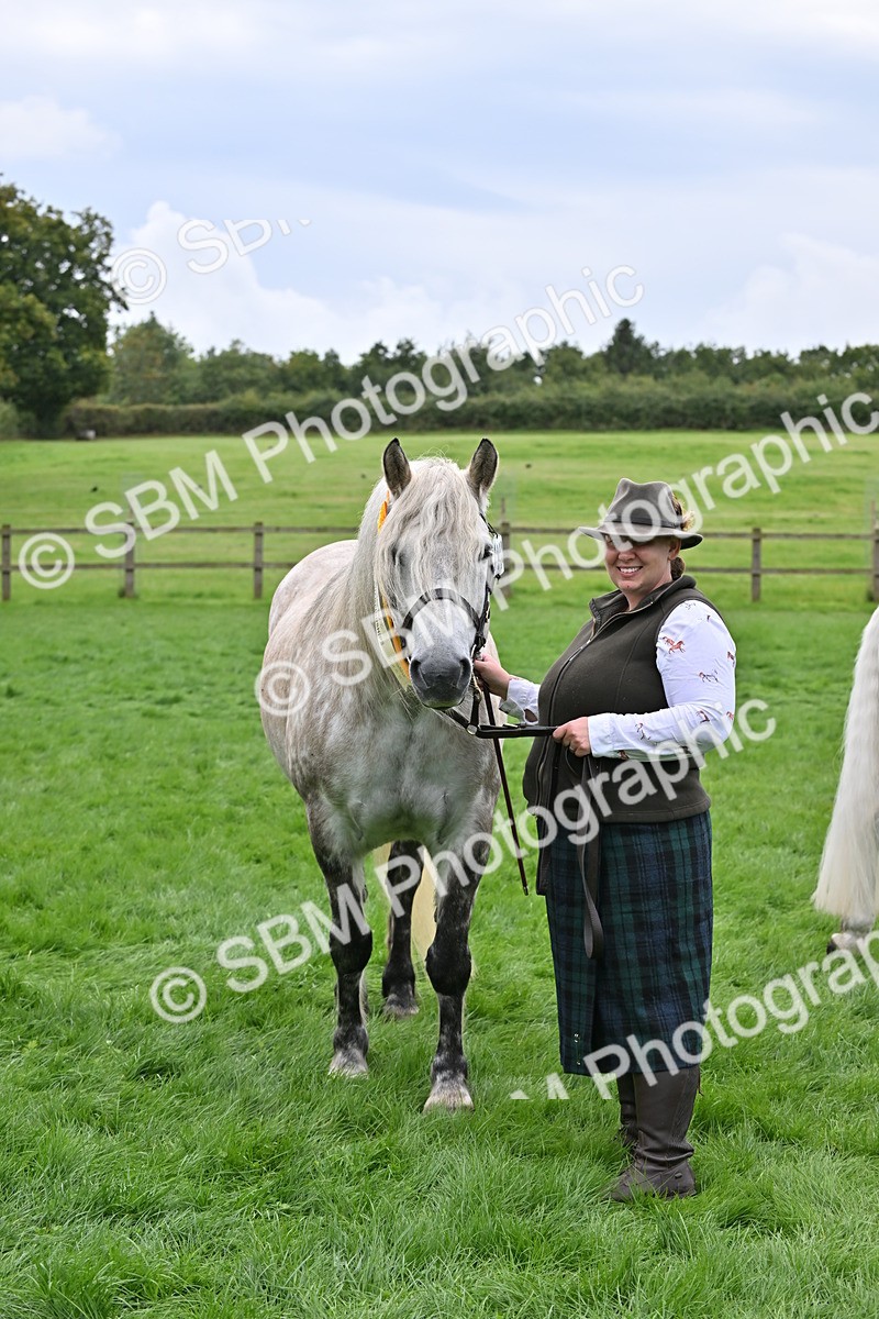 SBM_63316 - S49 - Mountain & Moorland In Hand Large Breeds