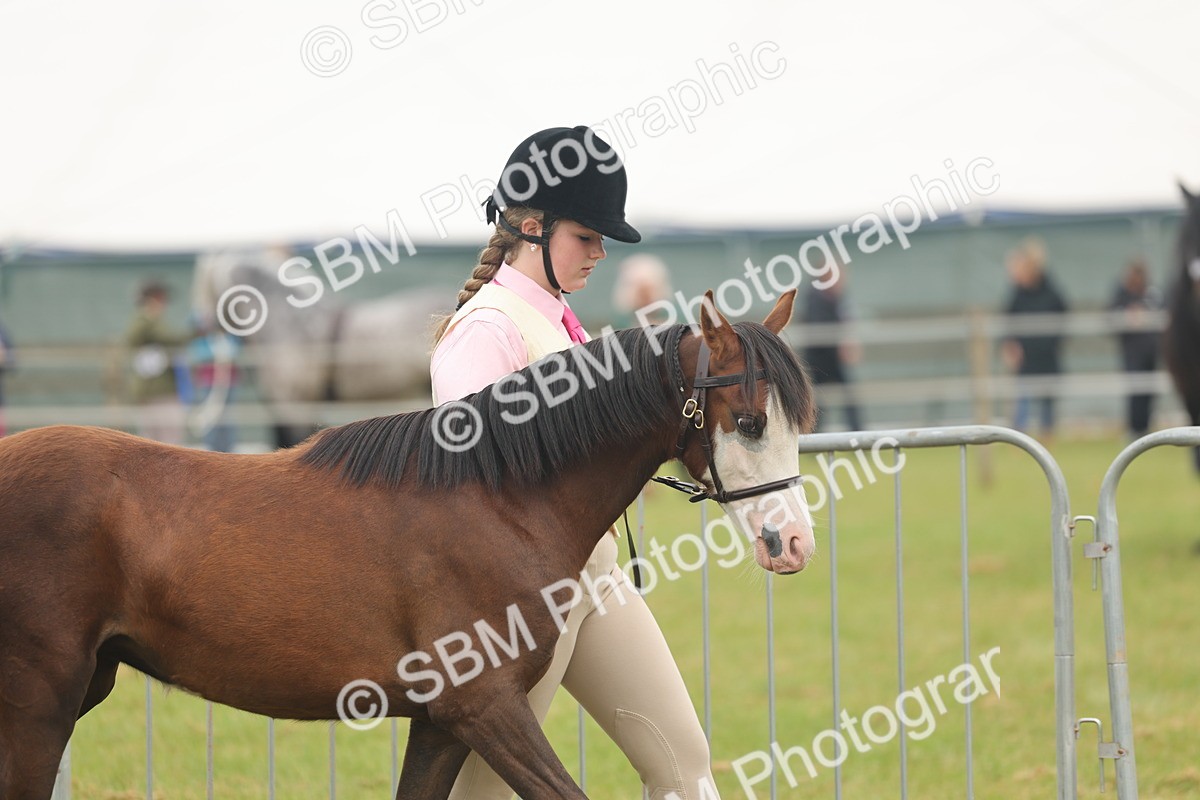 SBM_02107 - Class 50-57 - M&M Welsh Pony In Hand