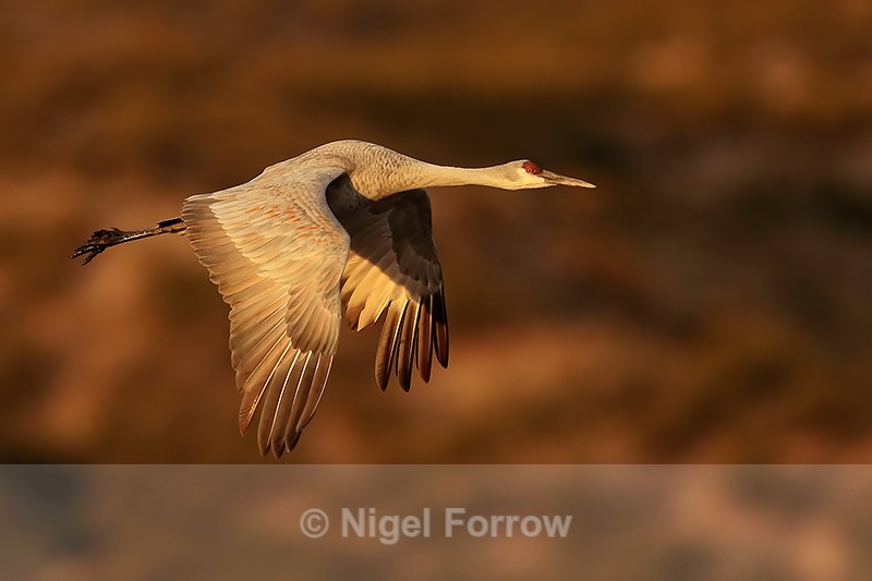 Sandhill Crane flying early morning, Bosque del Apache, New Mexico - Sandhill Crane