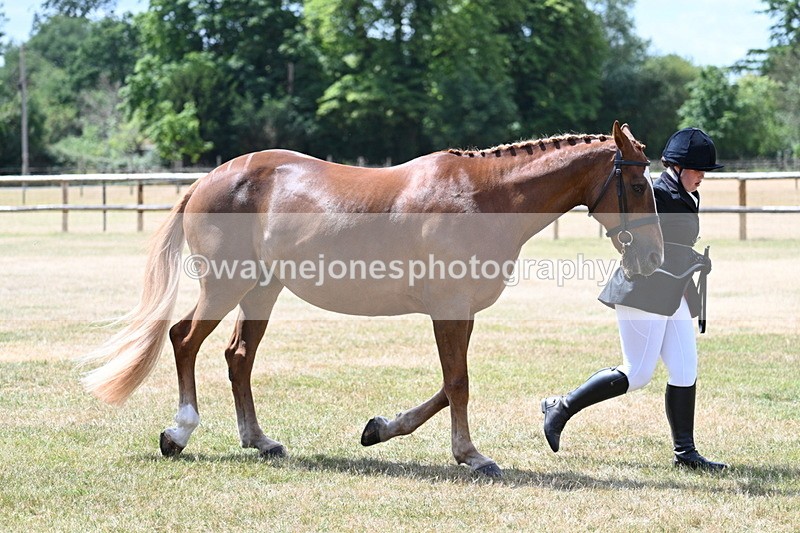 WJ7_2005 - Class 4a Prettiest Mare 14.2hh and over hand