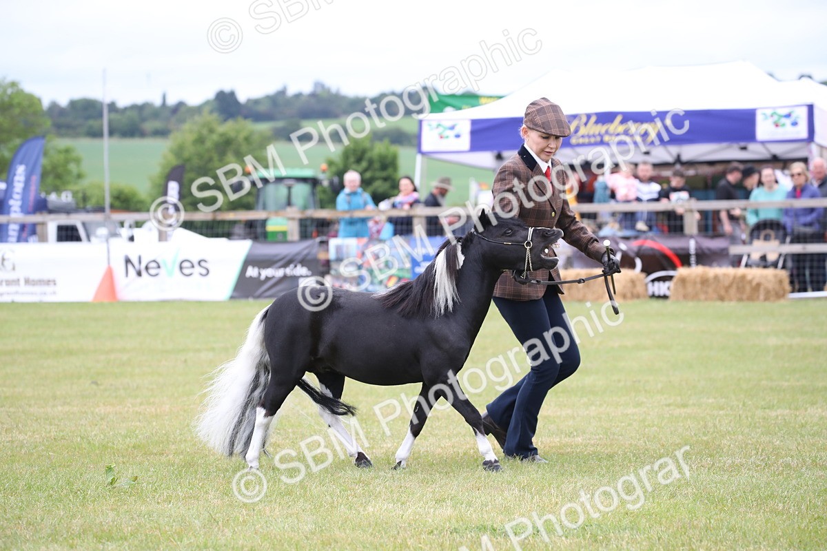 SBM_03785 - Class 23-25 - British Miniature Horse of the Year