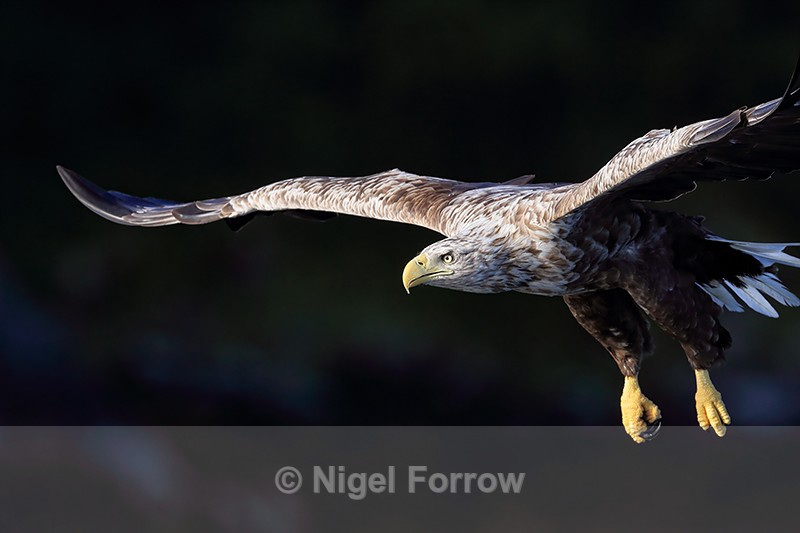 Sea Eagle gliding, dark background, Flatanger, Norway - White-tailed Sea-Eagle