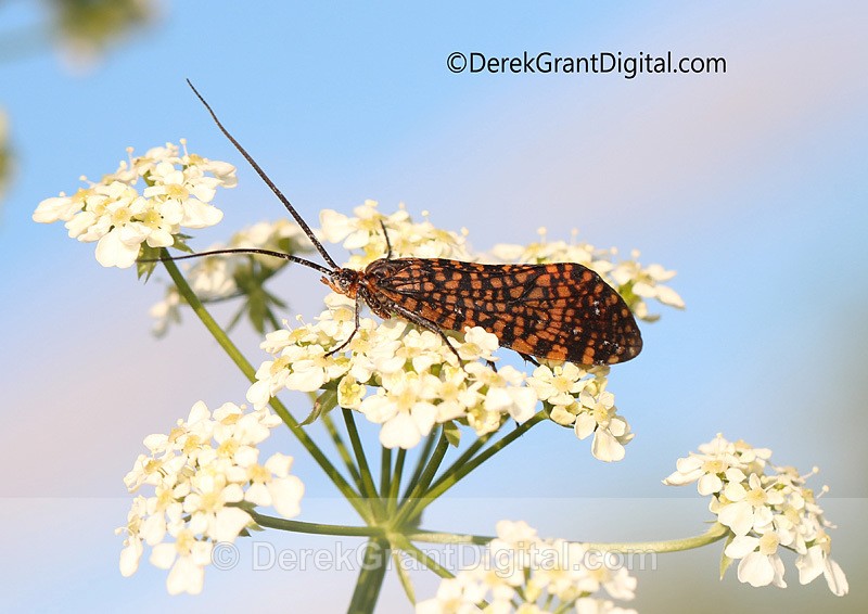 Oligostomis pardalis - Bees, Beetles, Bugs