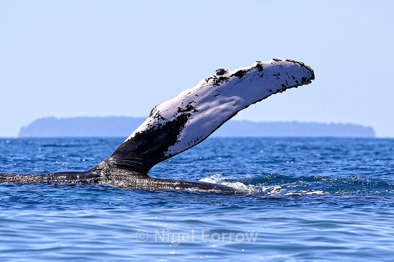 Humpback Whale pectoral fin close, Drake Bay, Costa Rica - Whale