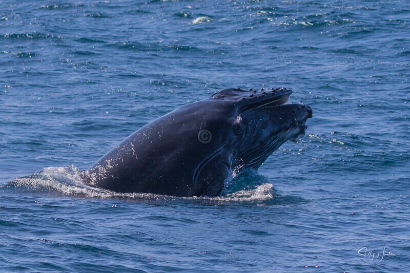 0A3A3232 Calf Head Lunge 2 - 2024 Whale Photos