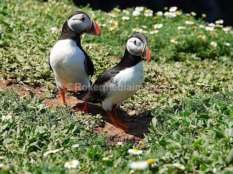 DSC00374 - Skomer 2019