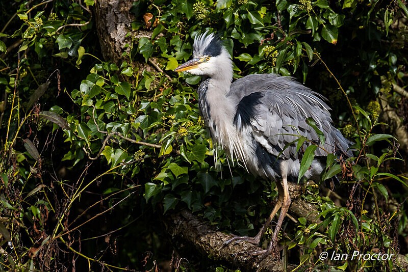 Ruffling the feathers! - Nature