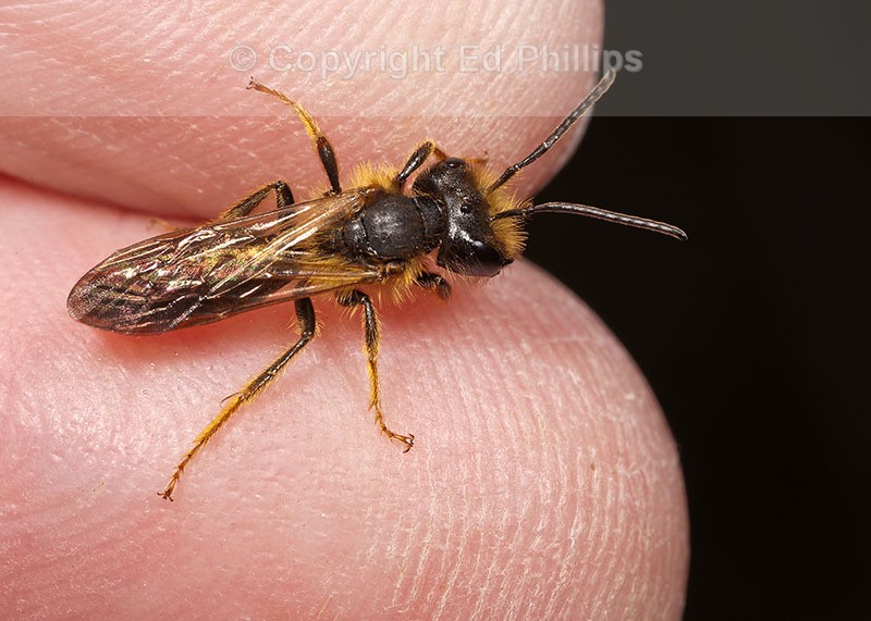 Andrena bucephala (m)