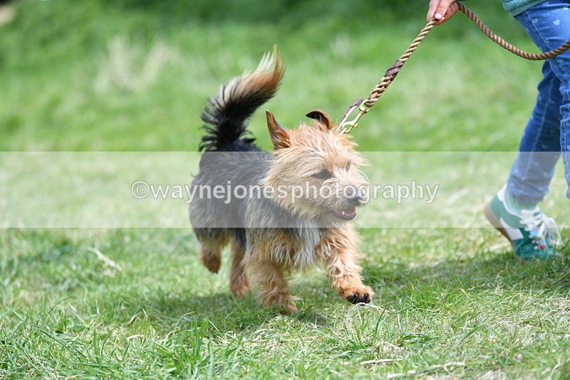 WJ5_0458 - Class 7 Best Terrier