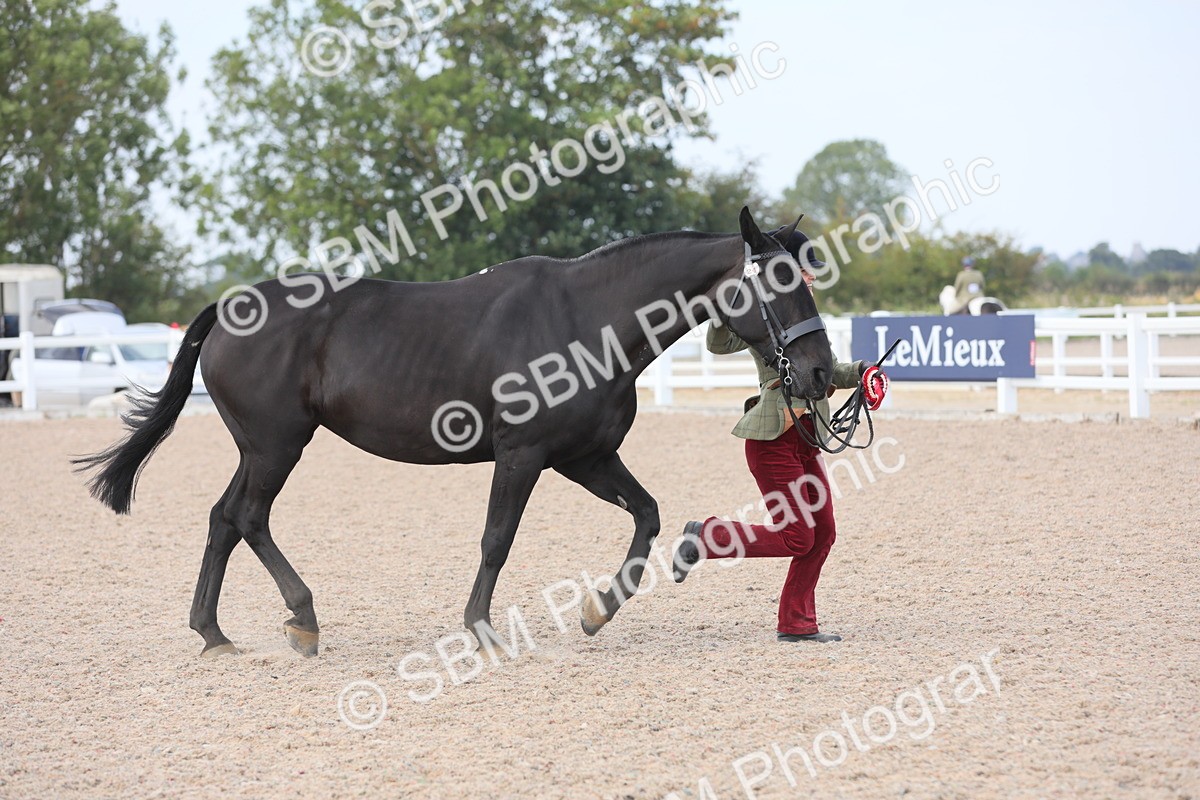 SBM_15898 - Class 312 IH Competition Horse/Pony