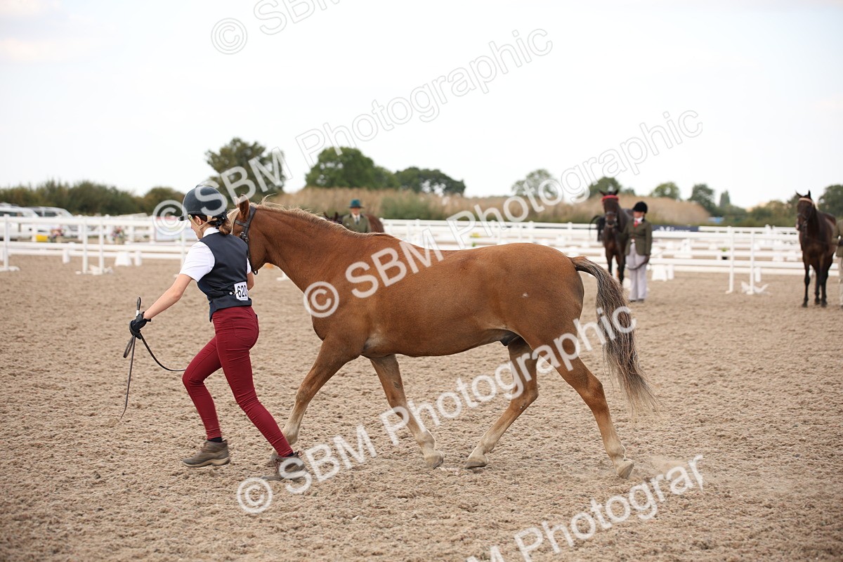 SBM_08245 - Class 27 - IH Competition Horse-Pony