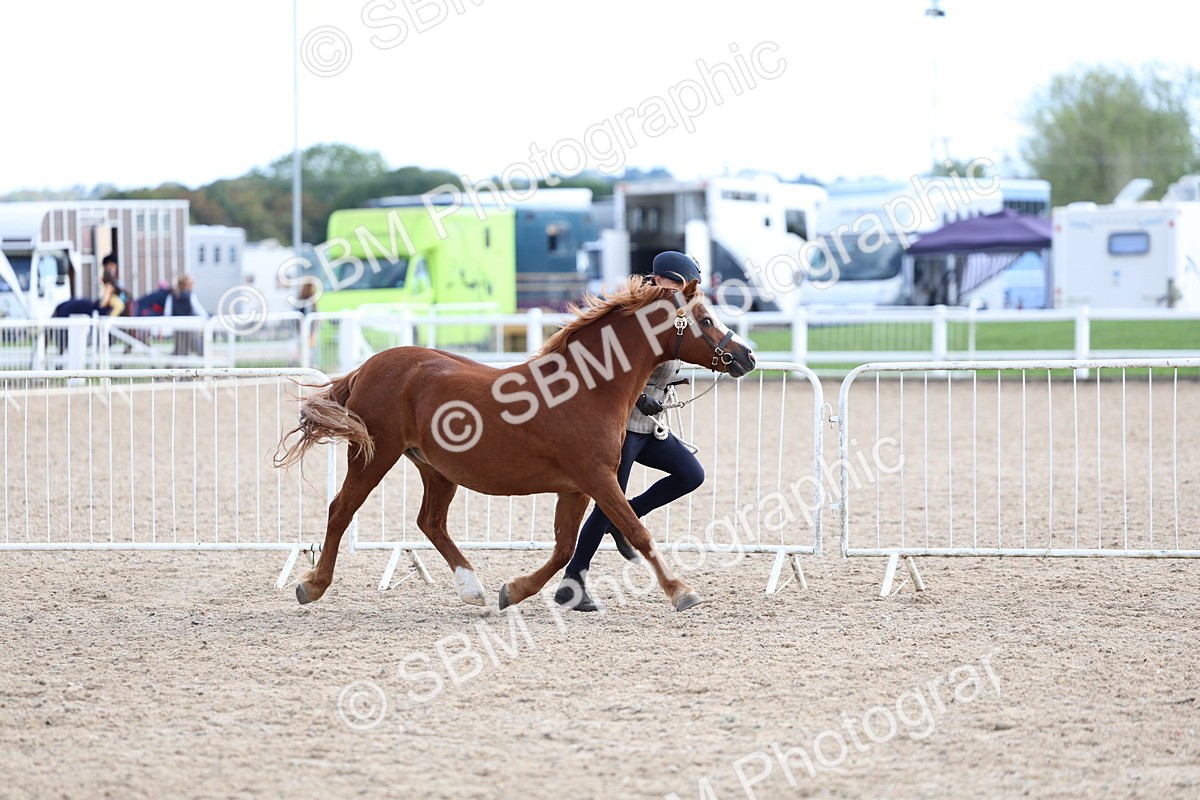SBM_18729 - Class 317 - IH Pure Bred Horse-Pony