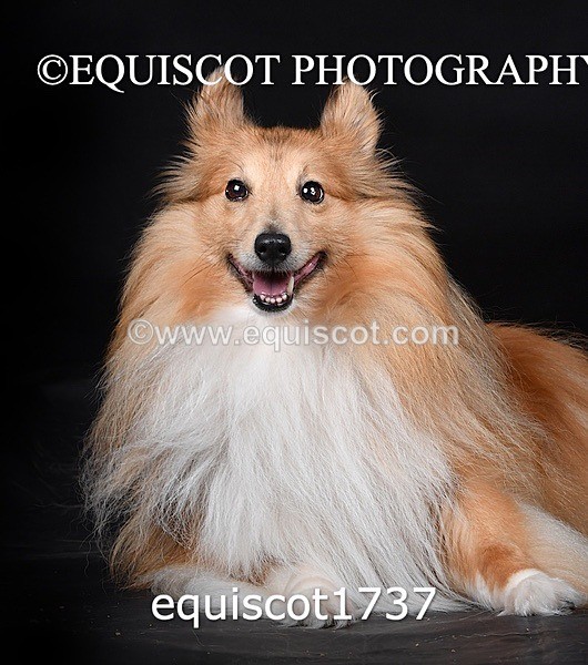 equiscot1737 - HONEY & SHADOW