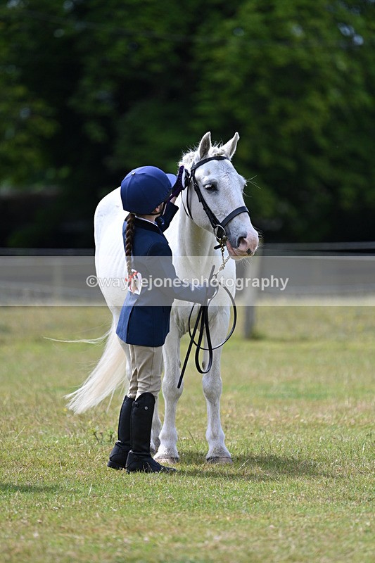 WJ7_6747 - Class 5 Handsome Gelding in hand