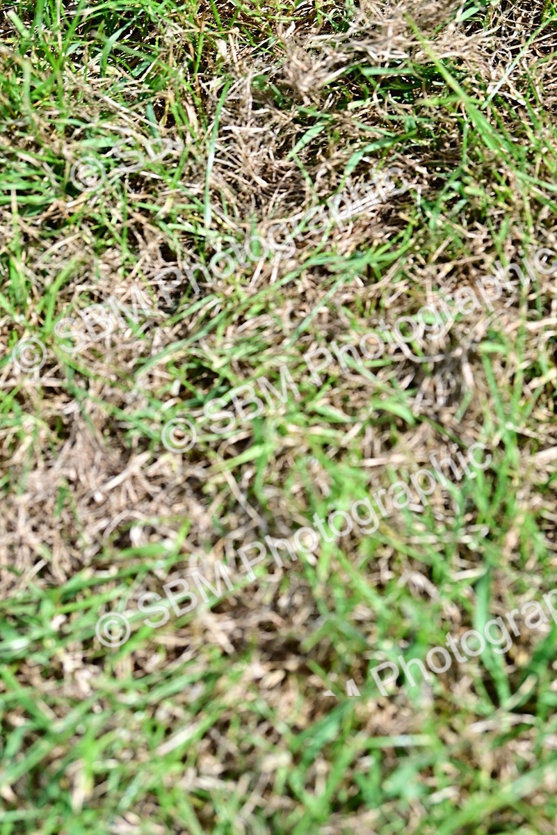 SBM_03528 - Class 55-57 - British Miniture of the year