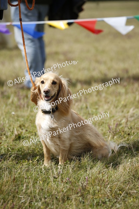 20250831-3653 - Dog Show
