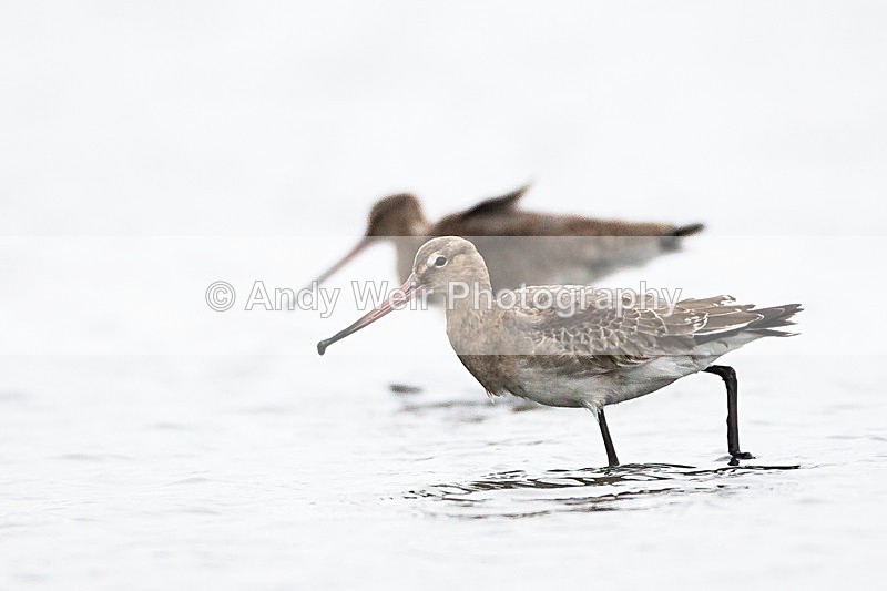 20131001-3K8A6615 - Black Tailed Godwit
