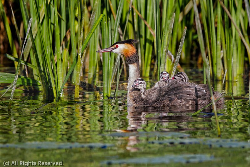 Great Crested Grebe (Podiceps cristatus) juveniles riding on back - Great Crested Grebe (Podiceps cristatus)