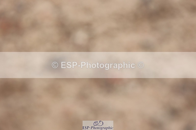 250620-100021-00340 - BD Cls 6 - Freestyle Novice