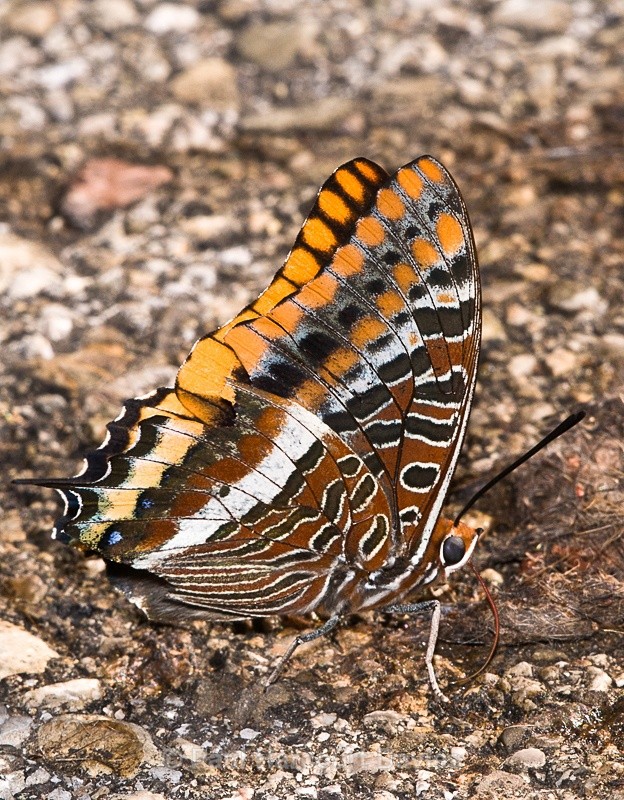  - Bugs: Butterflies