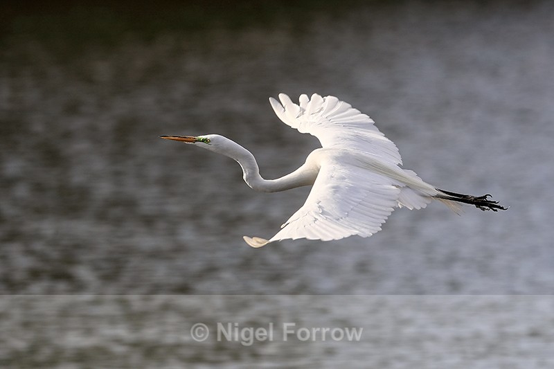 Great Egret low over water, Venice Rookery, Florida - Great Egret