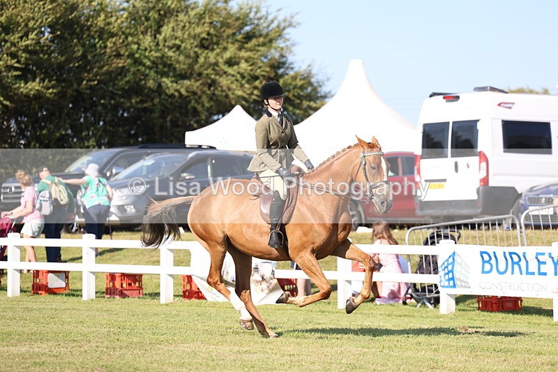3E7A5541 - Class 2: Rising Star Large Hack/Riding Horse