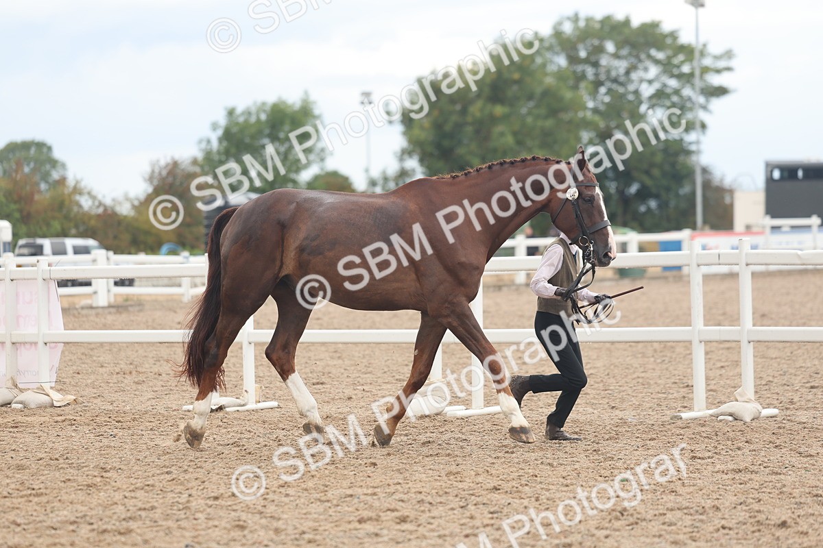 SBM_07855 - Class 27 - IH Competition Horse/Pony