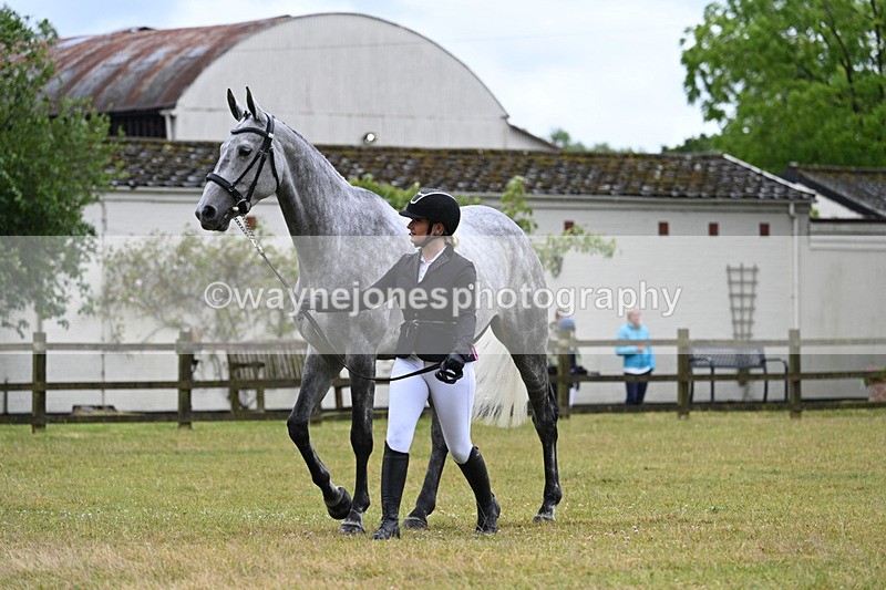 WJ7_6226 - Class 4a Prettiest Mare over 14hh