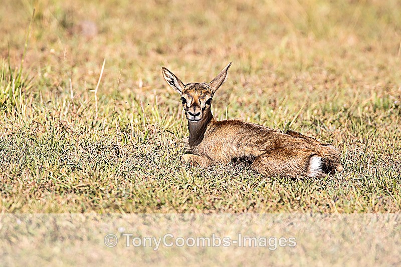 Thomson Gazelle calf - Mara North ~ Other Mammals
