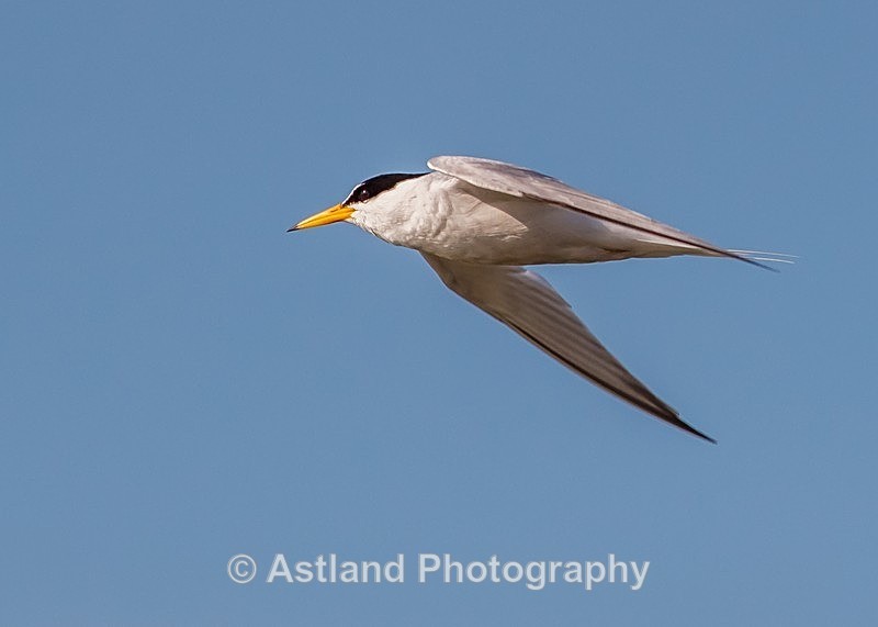Astland Photography, Bird and Wildlife Images, Susan and Peter Wilson, U.K.