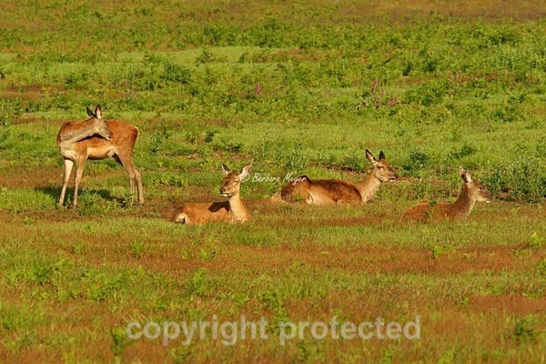 Red Deer hinds - Bradgate Park - Bradgate Park