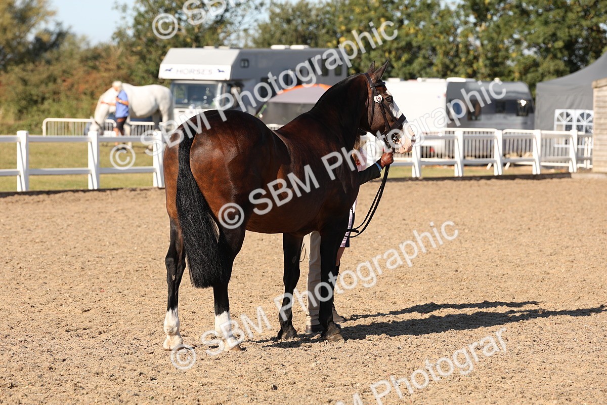 SBM_11761 - Class 204 - Young Handler 11 to 16 years