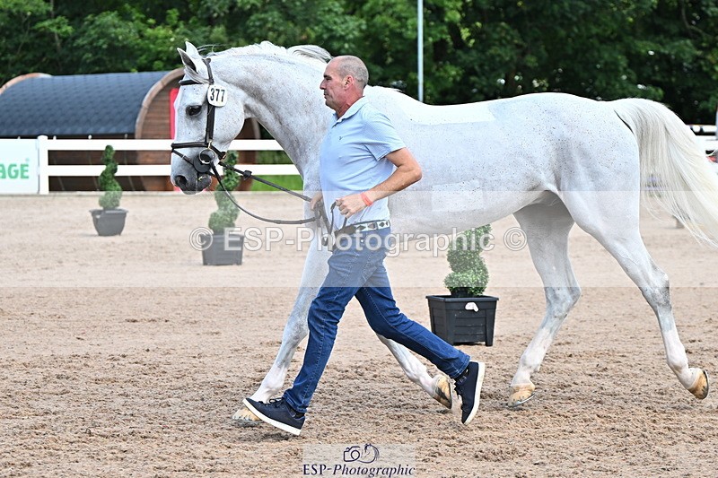 240718A-105253-01279 - Trot Up 12pm to 1pm