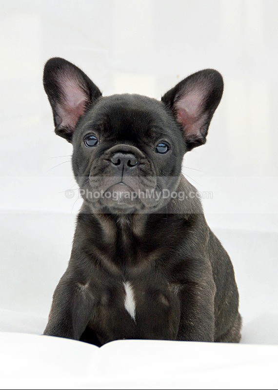  - French Bulldogs
