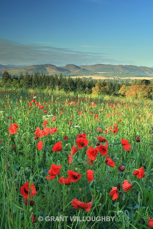Poppy fields of Conon - Vertical Images