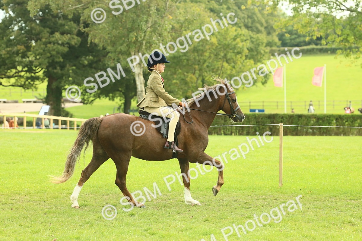SBM_69827 - S59 - Mountain & Moorland Ridden Small Breeds