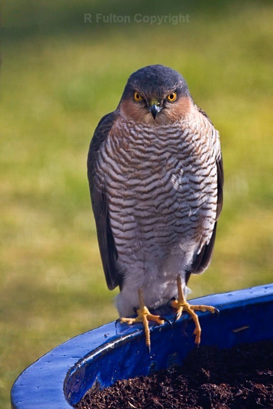 Sparrowhawk in Garden No 2 - Nature