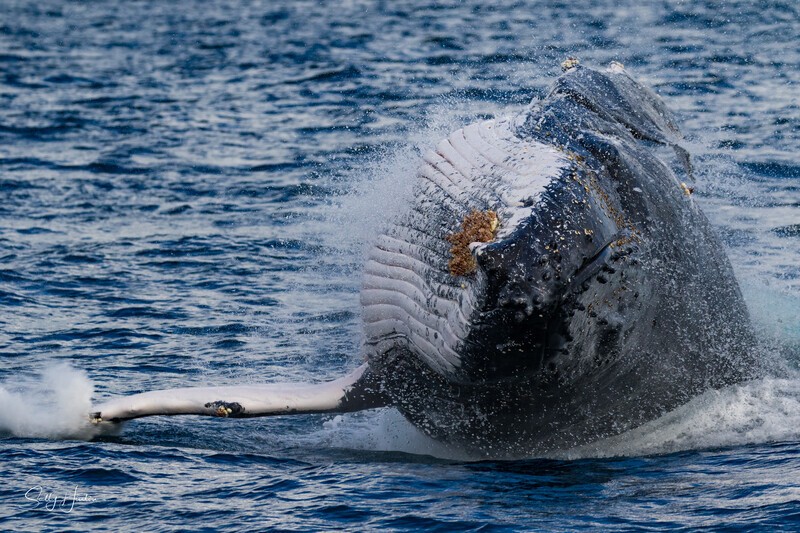 Nose-First Breach 1. 0A3A1112 - 2025 Whales