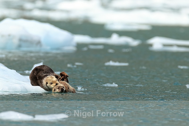 Sea Otter coaxes kit into water from ice floe, Alaska - Otter