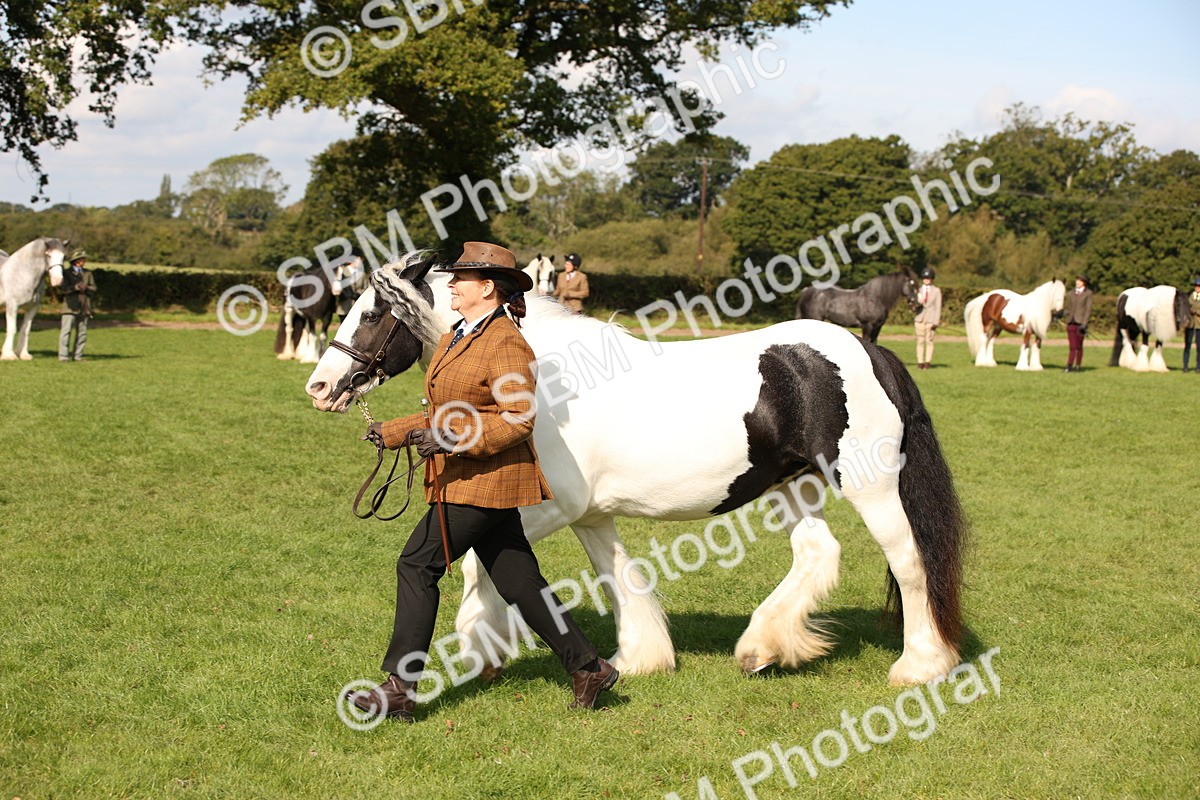 SBM_62265 - S55 - Traditional Cob In Hand